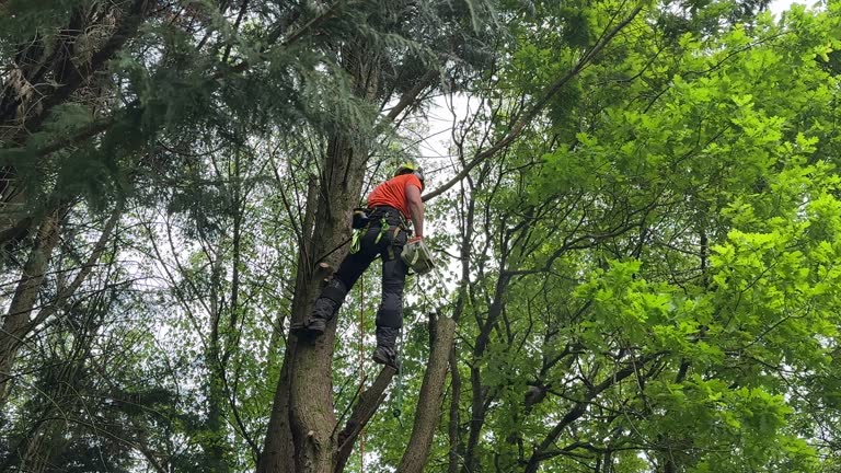 How Our Tree Care Process Works  in  South Euclid, OH